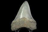 Serrated, Fossil Megalodon Tooth - Georgia #142350-2
